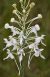 White fringed orchid